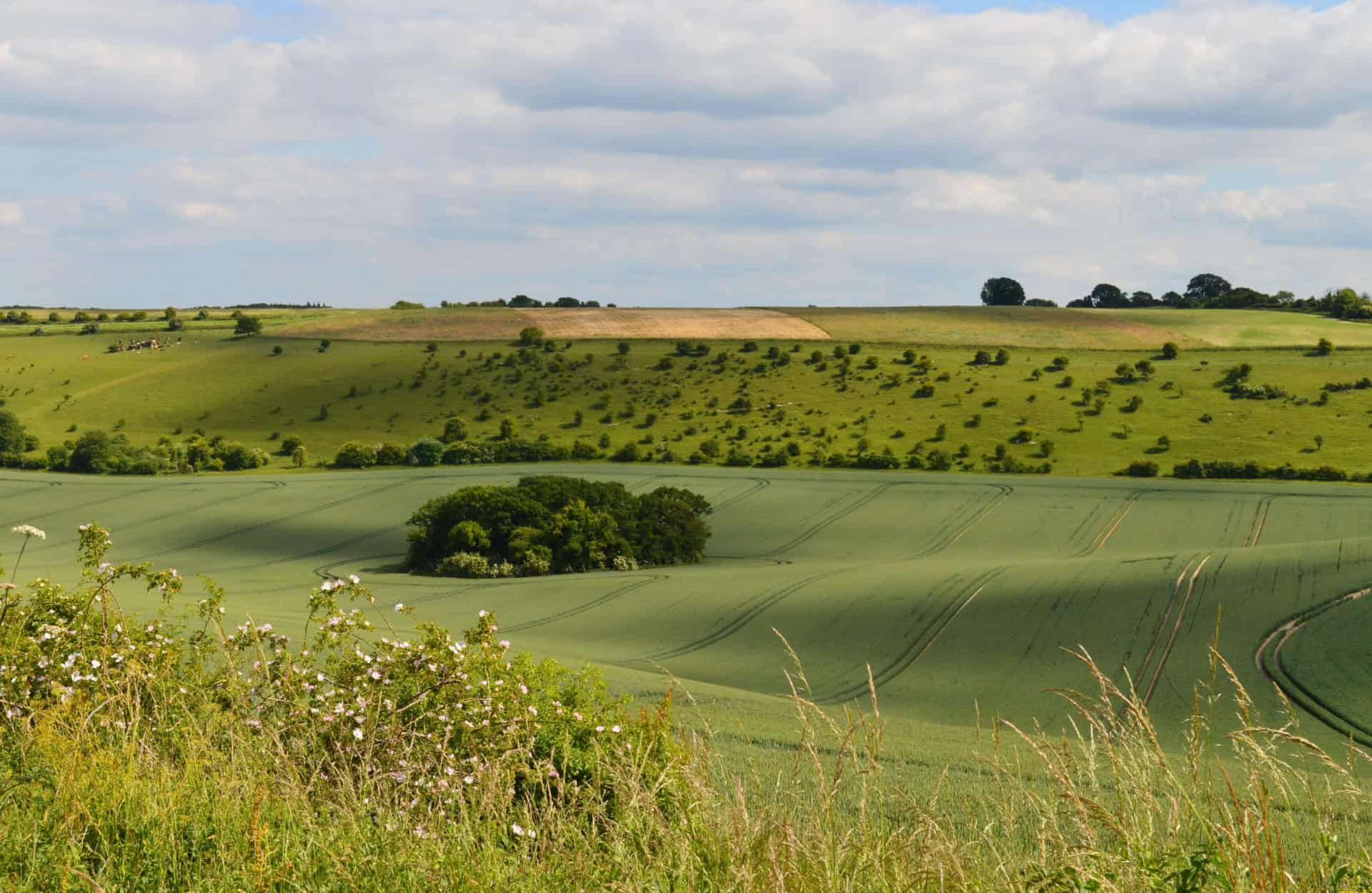 Rolling green hills in Berkshire under a partly cloudy sky in summer, with patches of trees and hedges. The foreground features tall grasses and wildflowers, creating a serene, pastoral landscape that embodies tranquility and comfort.