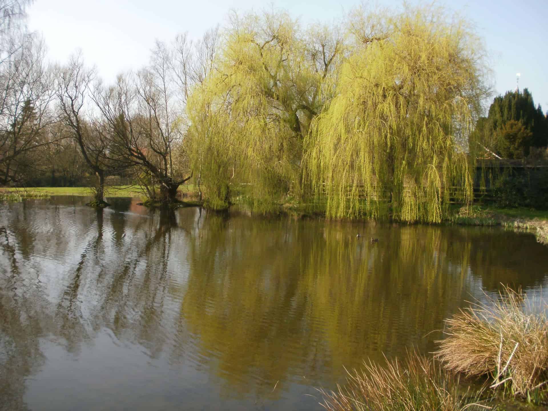 A rural road in Buckinghamshire, bordered by trees and bushes. A sign reads "Buckinghamshire, Chiltern District, birthplace of the Paralympics."