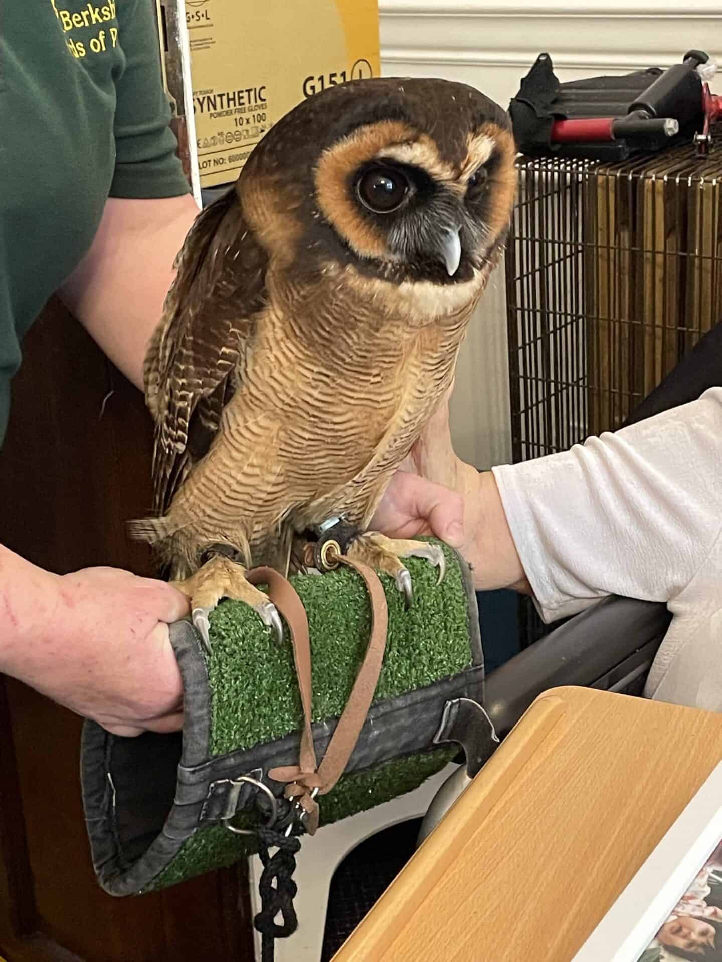 A majestic brown owl with piercing eyes perched on a gloved hand during a Wildlife Observation visit, showcasing its beautiful plumage and the careful handling it requires.