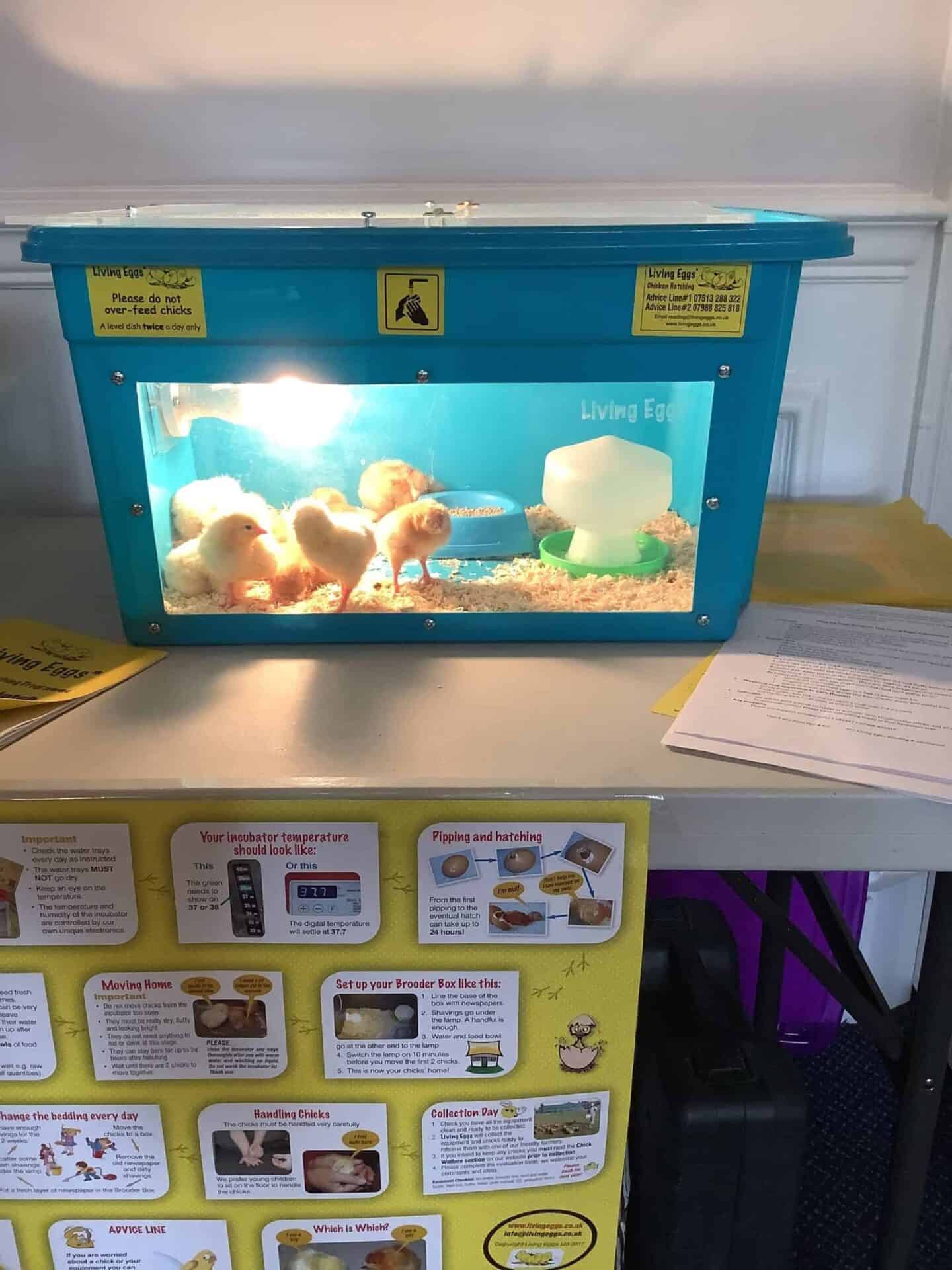 A brooder box containing fluffy chicks, just after hatching, is showcased on a table at an educational event at Oxford House, with informational posters displayed beneath explaining the rearing and caring process for these