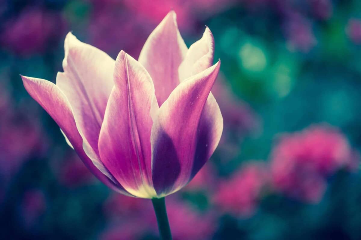 A close-up image of a single vibrant pink tulip with a soft focus on a blurred green and pink floral background, conveying a sense of calmness and natural beauty.